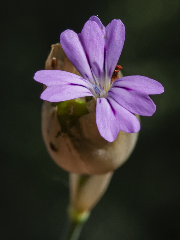 Petrorhagia prolifera.05