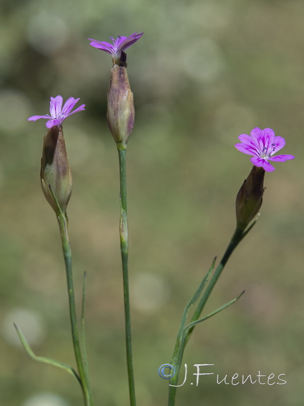 Petrorhagia prolifera.06