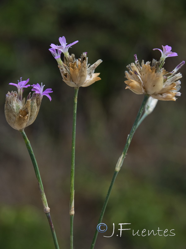 Petrorhagia prolifera.08