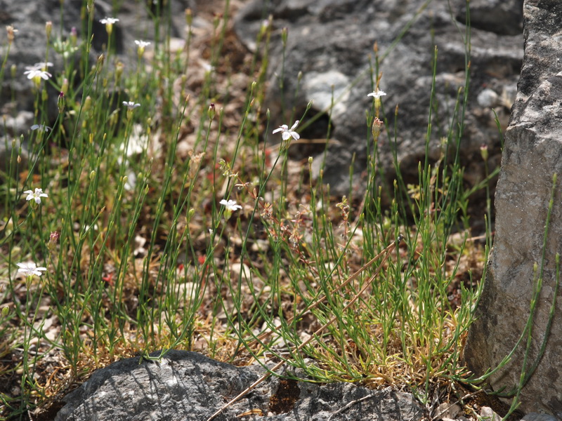 Petrorhagia saxifraga.01