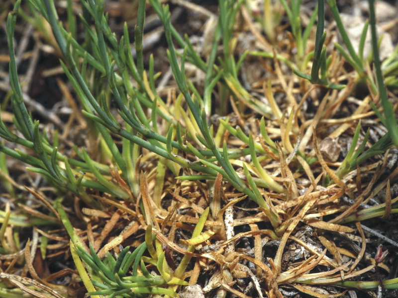 Petrorhagia saxifraga.02