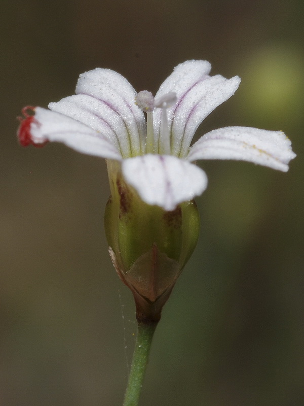 Petrorhagia saxifraga.04