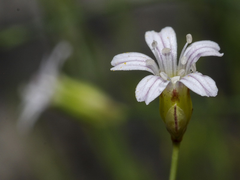 Petrorhagia saxifraga.06