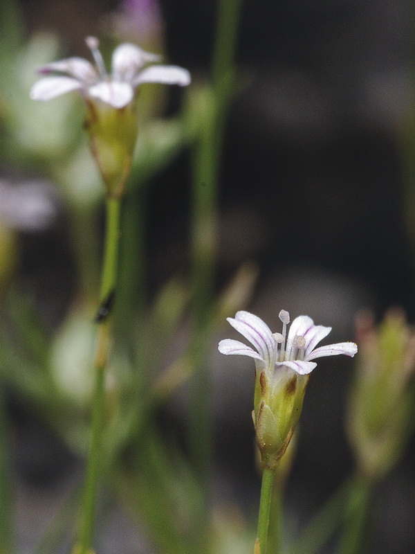 Petrorhagia saxifraga.07