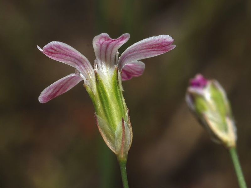 Petrorhagia saxifraga.09