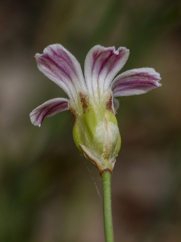 Petrorhagia saxifraga.11