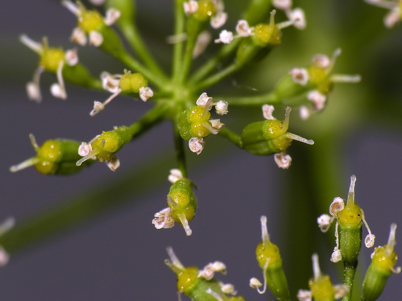 Petroselinum crispum.14