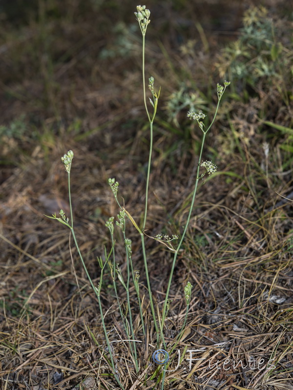 Peucedanum carvifolia.01
