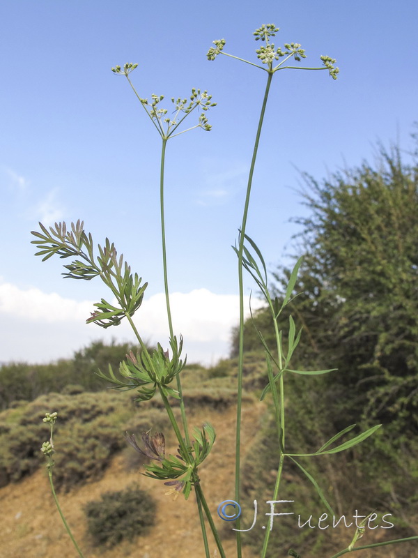 Peucedanum carvifolia.02