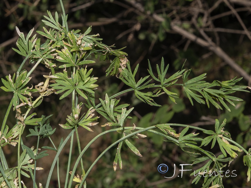 Peucedanum carvifolia.04
