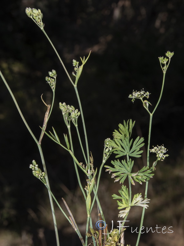 Peucedanum carvifolia.06