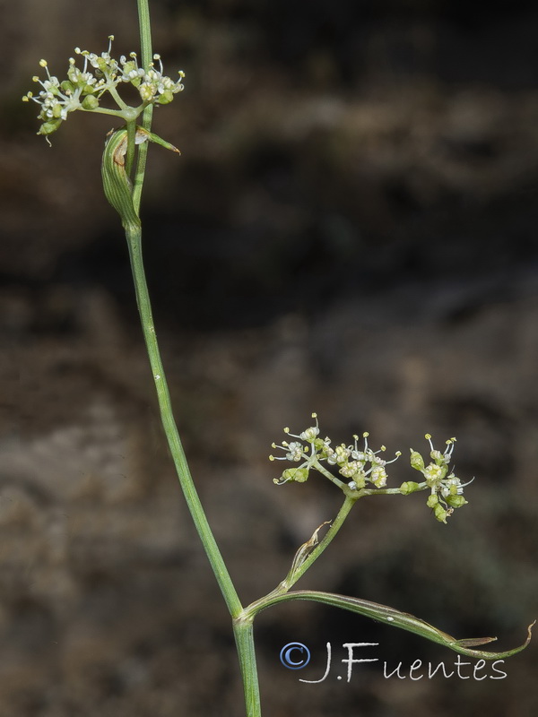 Peucedanum carvifolia.08