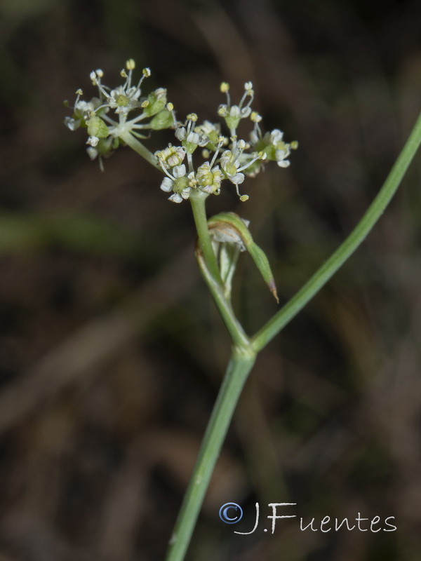 Peucedanum carvifolia.09