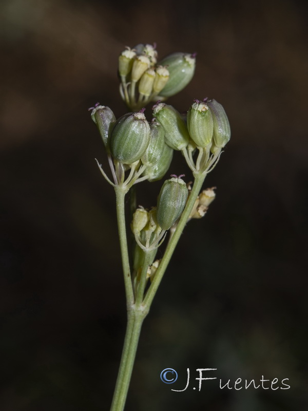 Peucedanum carvifolia.11