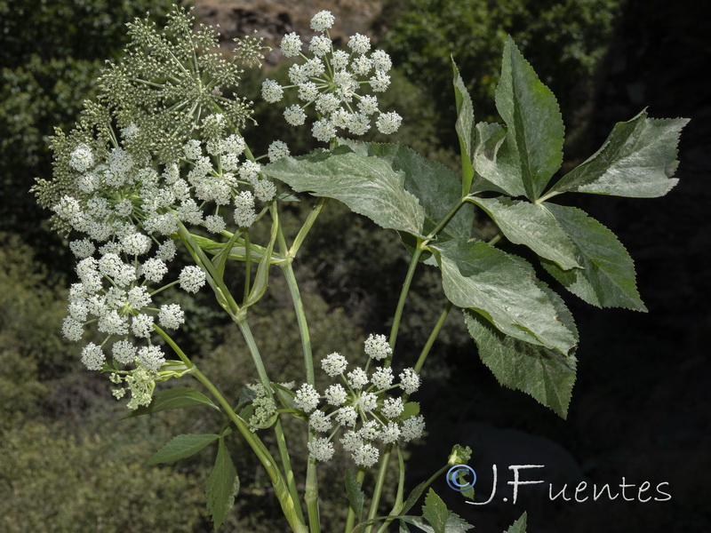 Peucedanum hispanicum.03