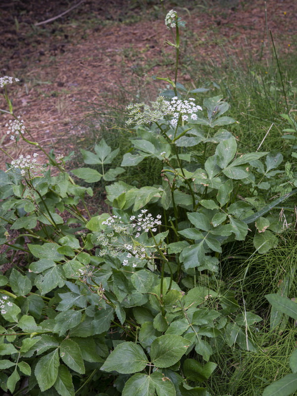 Peucedanum hispanicum.04