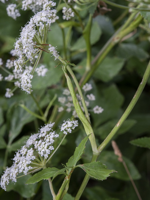 Peucedanum hispanicum.08