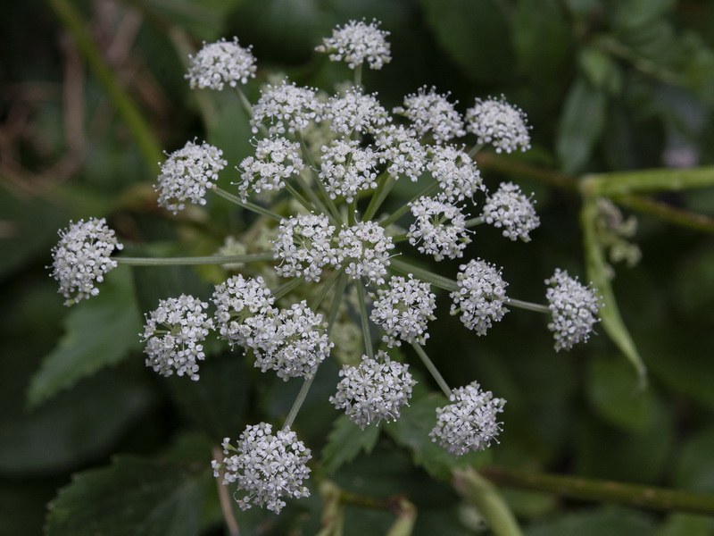 Peucedanum hispanicum.09