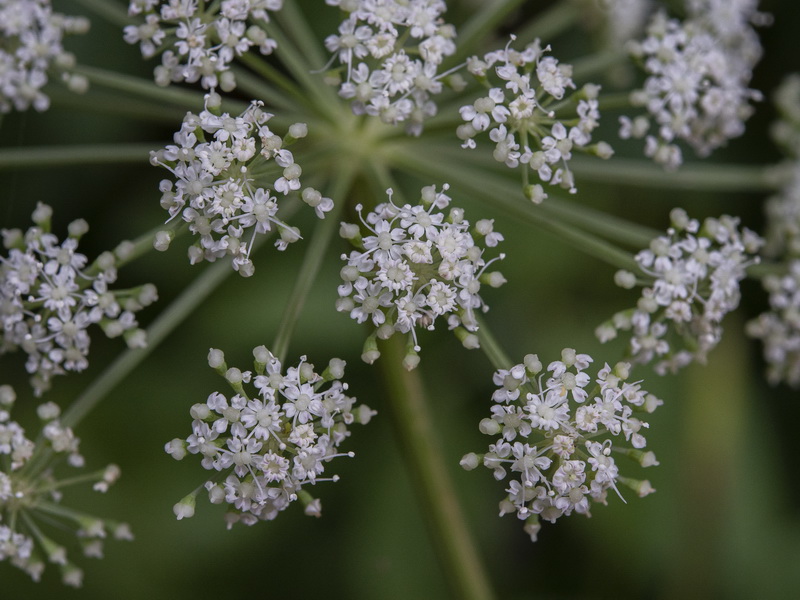 Peucedanum hispanicum.10