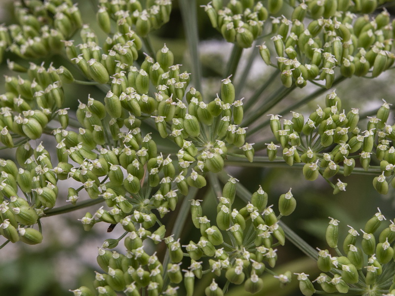 Peucedanum hispanicum.11