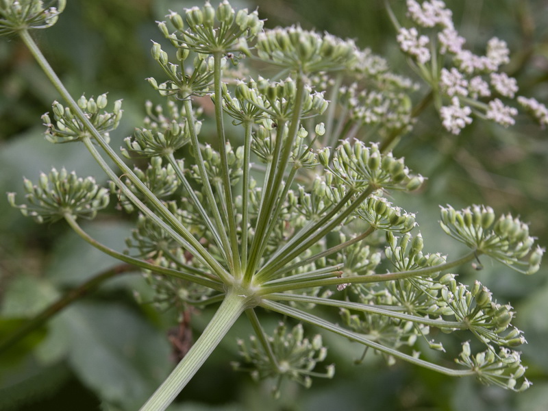 Peucedanum hispanicum.12