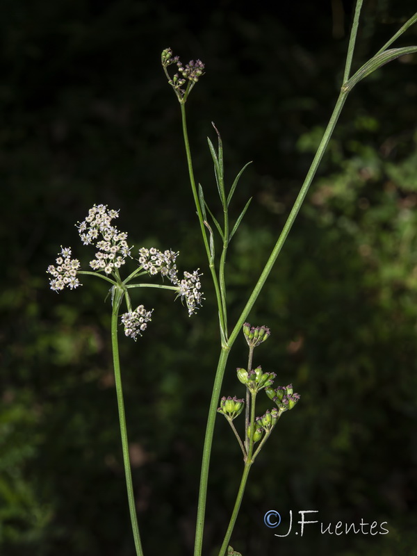 Peucedanum lancifolium.01