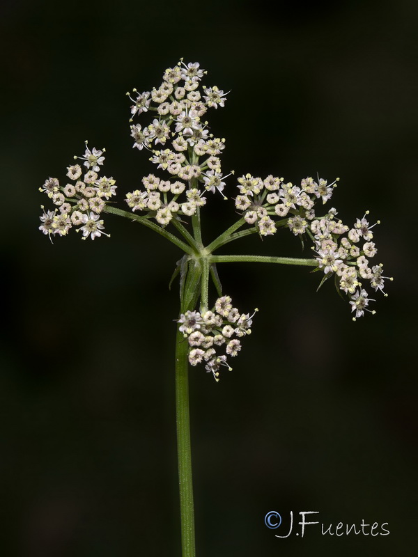 Peucedanum lancifolium.03