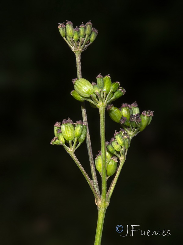 Peucedanum lancifolium.04