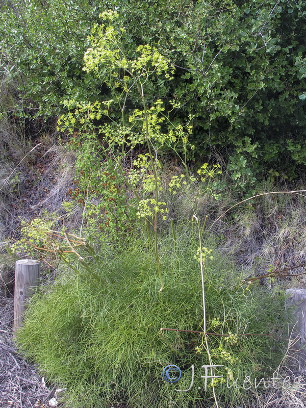 Peucedanum officinale brachyradium.02