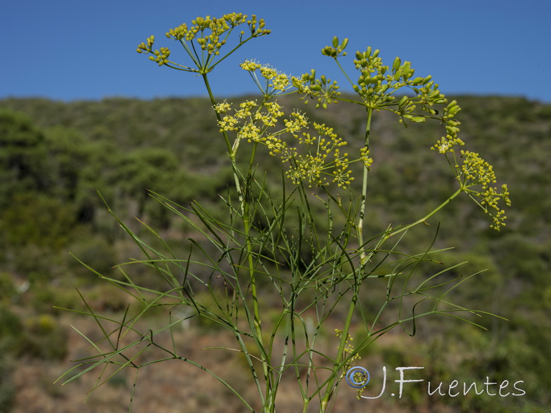 Peucedanum officinale brachyradium.12