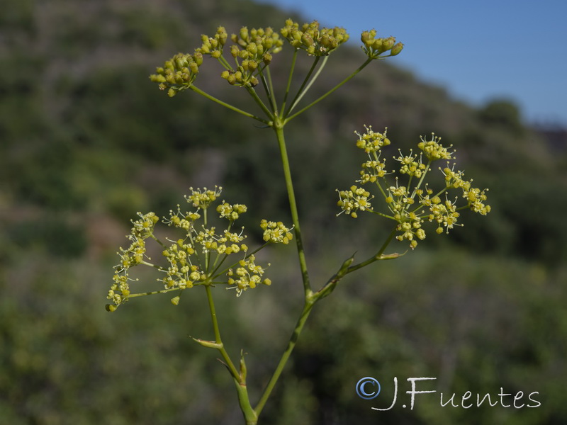 Peucedanum officinale brachyradium.14