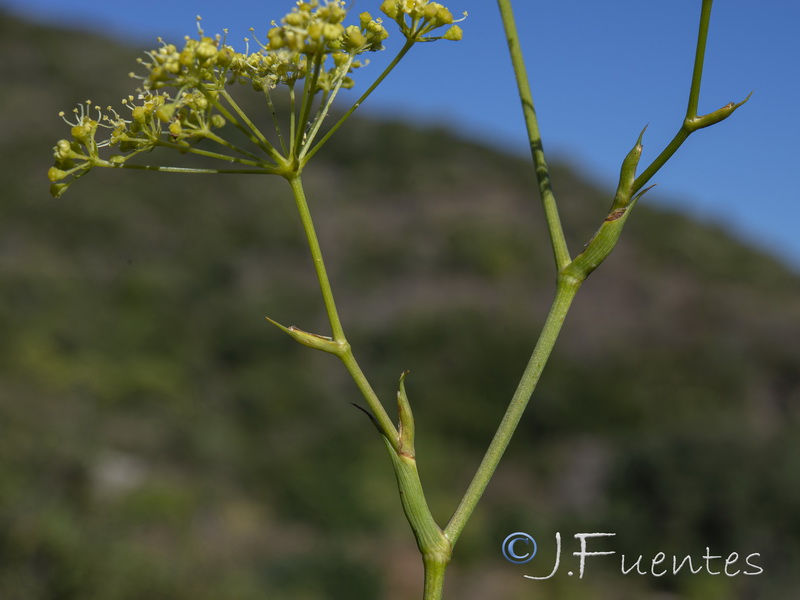 Peucedanum officinale brachyradium.15