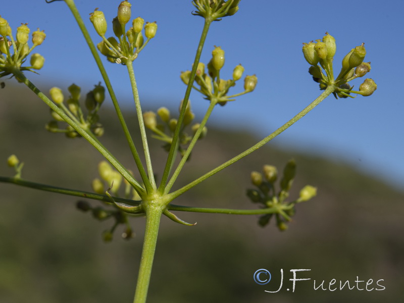 Peucedanum officinale brachyradium.16