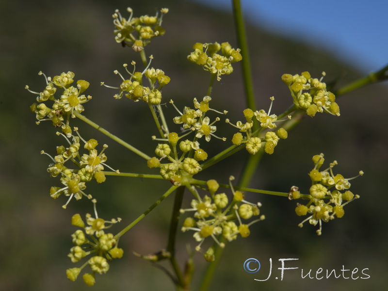 Peucedanum officinale brachyradium.10