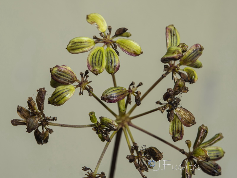Peucedanum officinale brachyradium.11