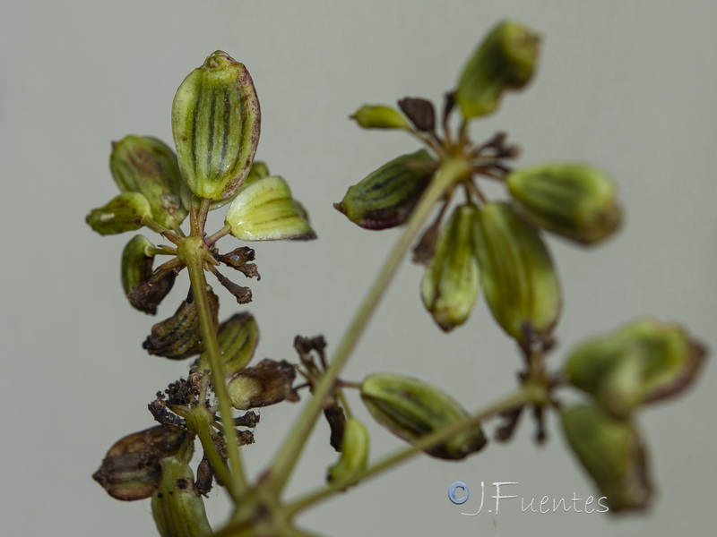 Peucedanum officinale brachyradium.19