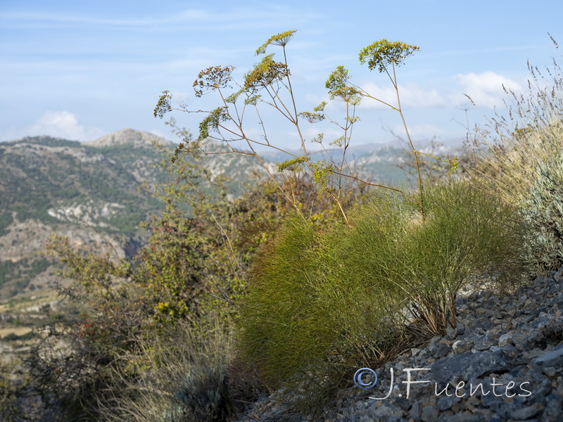 Peucedanum officinale officinale.04