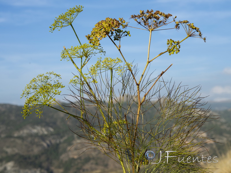 Peucedanum officinale officinale.06