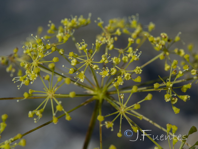 Peucedanum officinale officinale.08