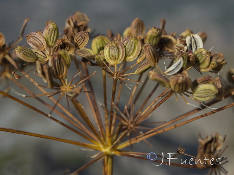 Peucedanum officinale officinale.11