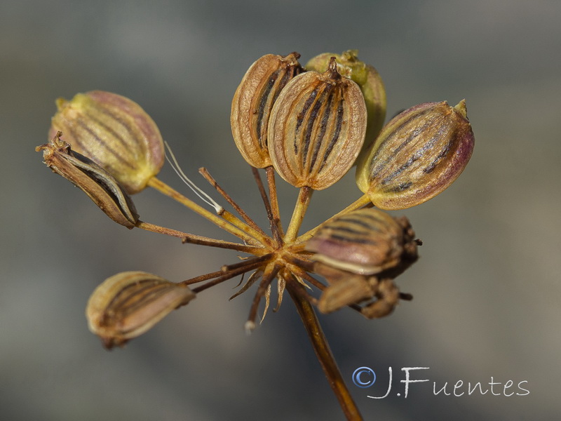 Peucedanum officinale officinale.12