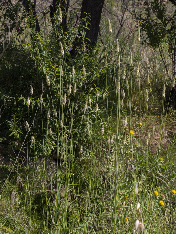 Phalaris aquatica.01