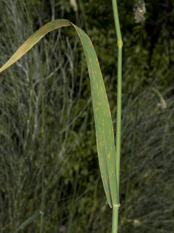 Phalaris aquatica.04