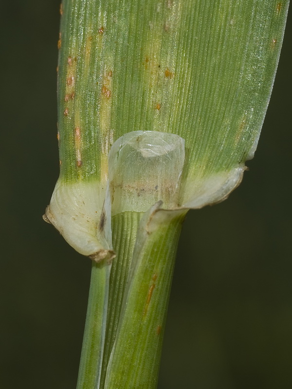 Phalaris aquatica.06