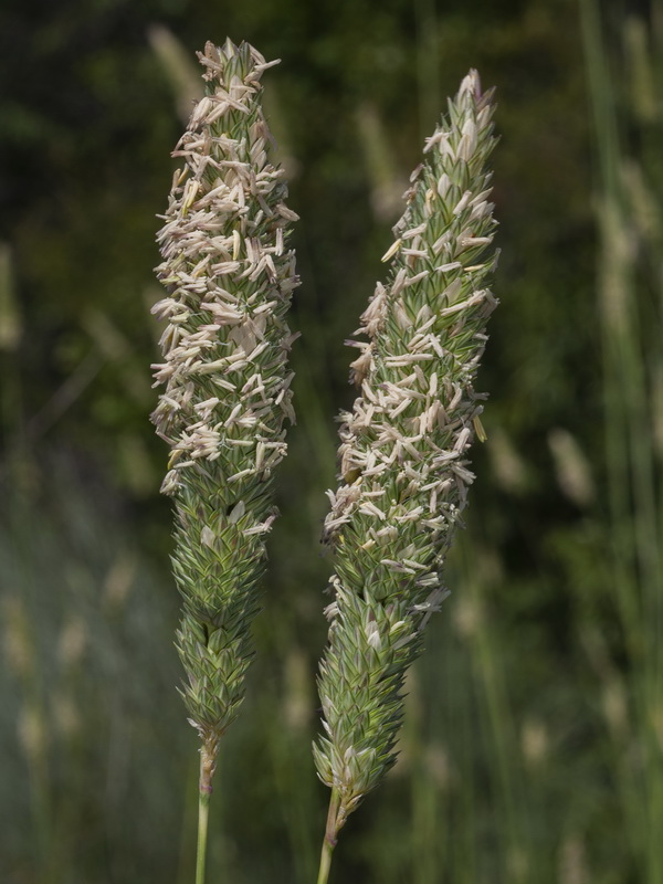 Phalaris aquatica.08