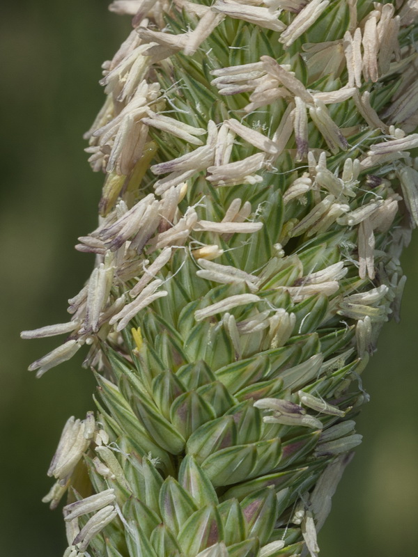 Phalaris aquatica.09