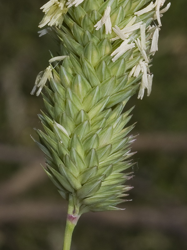 Phalaris aquatica.10