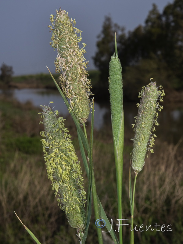Phalaris aquatica.13