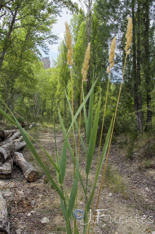 Phalaris arundinacea.02