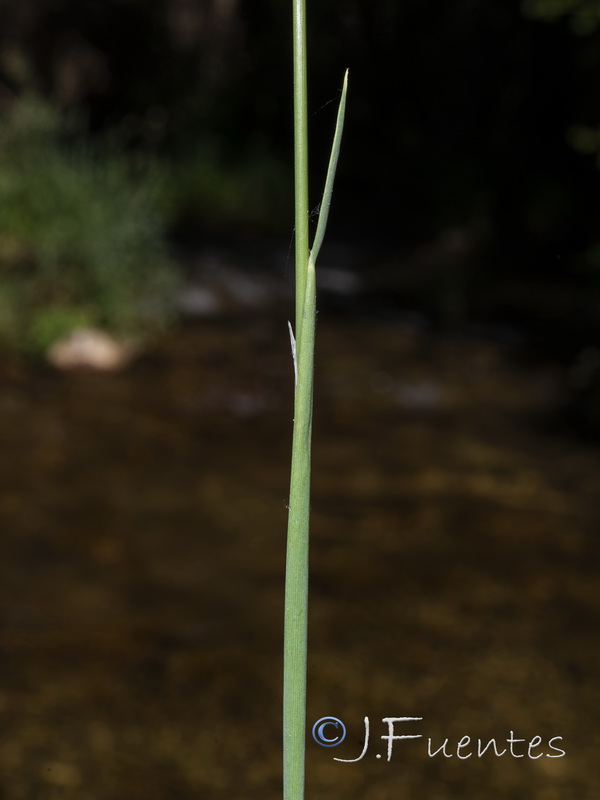 Phalaris arundinacea.06